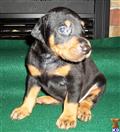 Doberman Pinscher